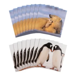 Hallmark Christmas Cards - Pack Of 16 In 2 Bear And Penguin National Geographic Designs -Pod Shop 25572277 1 scaled