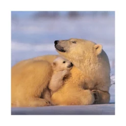 Hallmark Christmas Cards - Pack Of 16 In 2 Bear And Penguin National Geographic Designs -Pod Shop 25572277 2 scaled