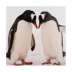 Hallmark Christmas Cards - Pack Of 16 In 2 Bear And Penguin National Geographic Designs -Pod Shop 25572277 3 scaled