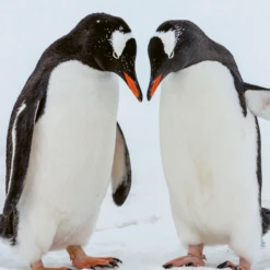 Pod Personalised National Geographic Photographic Penguins Christmas Card