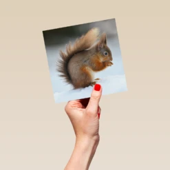 Pod Personalised National Geographic Photographic Squirrel Christmas Card -Pod Shop F3005513 hand L