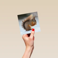 Pod Personalised National Geographic Photographic Squirrel Christmas Card -Pod Shop F3005513 hand S