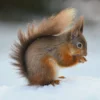 Pod Personalised National Geographic Photographic Squirrel Christmas Card