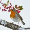 Pod Personalised National Geographic Photographic Robin Christmas Card