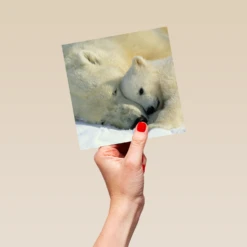 Pod Personalised National Geographic Photographic Cute Polar Bears Christmas Card -Pod Shop F3005515 hand L