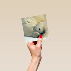 Pod Personalised National Geographic Photographic Cute Polar Bears Christmas Card -Pod Shop F3005515 hand S
