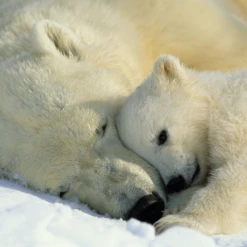 Pod Personalised National Geographic Photographic Cute Polar Bears Christmas Card