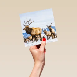Pod Personalised National Geographic Photographic Reindeer Christmas Card -Pod Shop F3005516 hand L