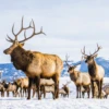 Pod Personalised National Geographic Photographic Reindeer Christmas Card