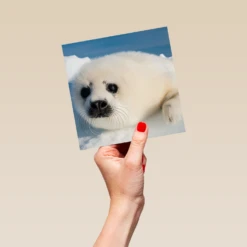 Pod Personalised National Geographic Photographic Seal Pup Christmas Card 9 Pod Personalised National Geographic Photographic Seal Pup Christmas Card -Pod Shop F3005517 hand L