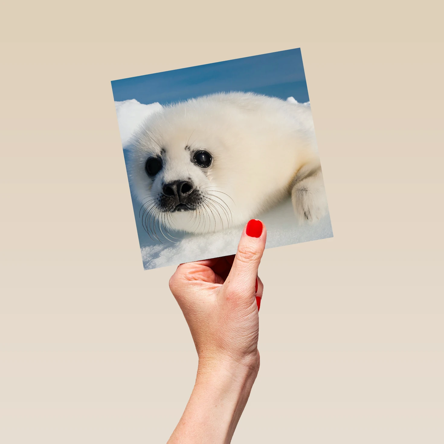 Pod Personalised National Geographic Photographic Seal Pup Christmas Card 5 Pod Personalised National Geographic Photographic Seal Pup Christmas Card - Image 5