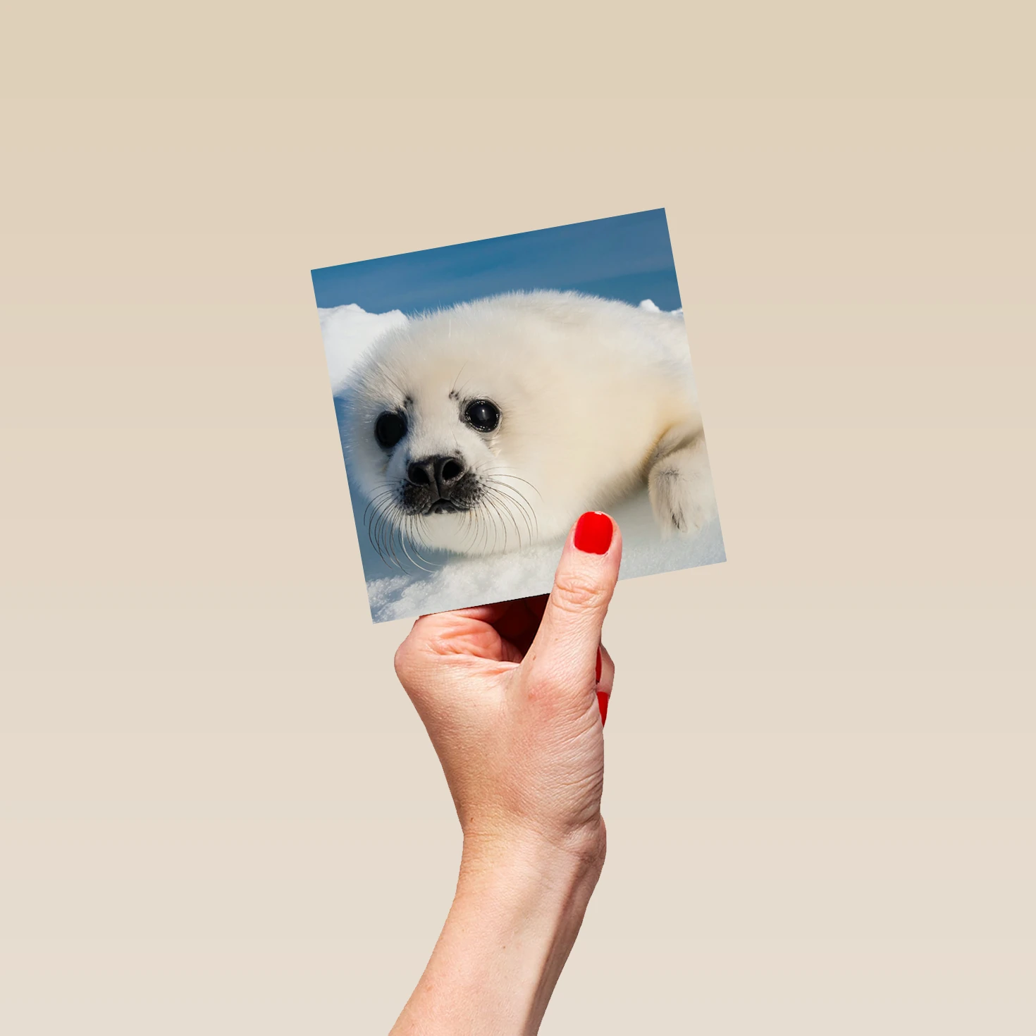 Pod Personalised National Geographic Photographic Seal Pup Christmas Card 4 Pod Personalised National Geographic Photographic Seal Pup Christmas Card - Image 4