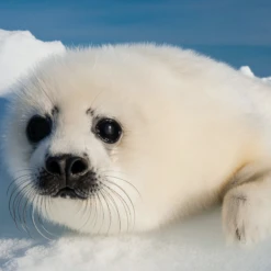 Pod Personalised National Geographic Photographic Seal Pup Christmas Card