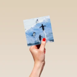 Pod Personalised National Geographic Photographic Leaping Penguins Christmas Card -Pod Shop F3005518 hand S