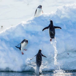 Pod Personalised National Geographic Photographic Leaping Penguins Christmas Card