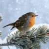 Pod Personalised Modern Christmas Photographic Robin Wildlife Card