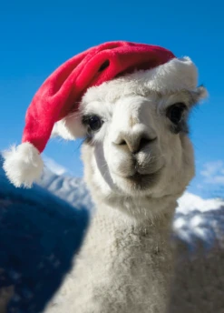 Pod Personalised Llama In A Christmas Hat Card